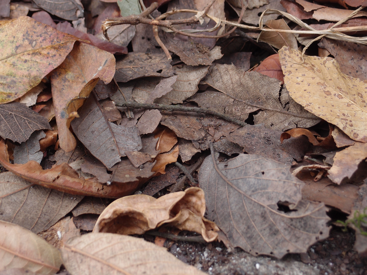 2018-01-16 12 Uhr - Im Shivapuri Nagarjun National Park (Nagi Gumba) (Foto) 